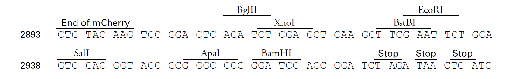 pRetroQ-mCherry-C1 多克隆位点 点击看大图 pRetroQ-mCherry-C1 多克隆位点